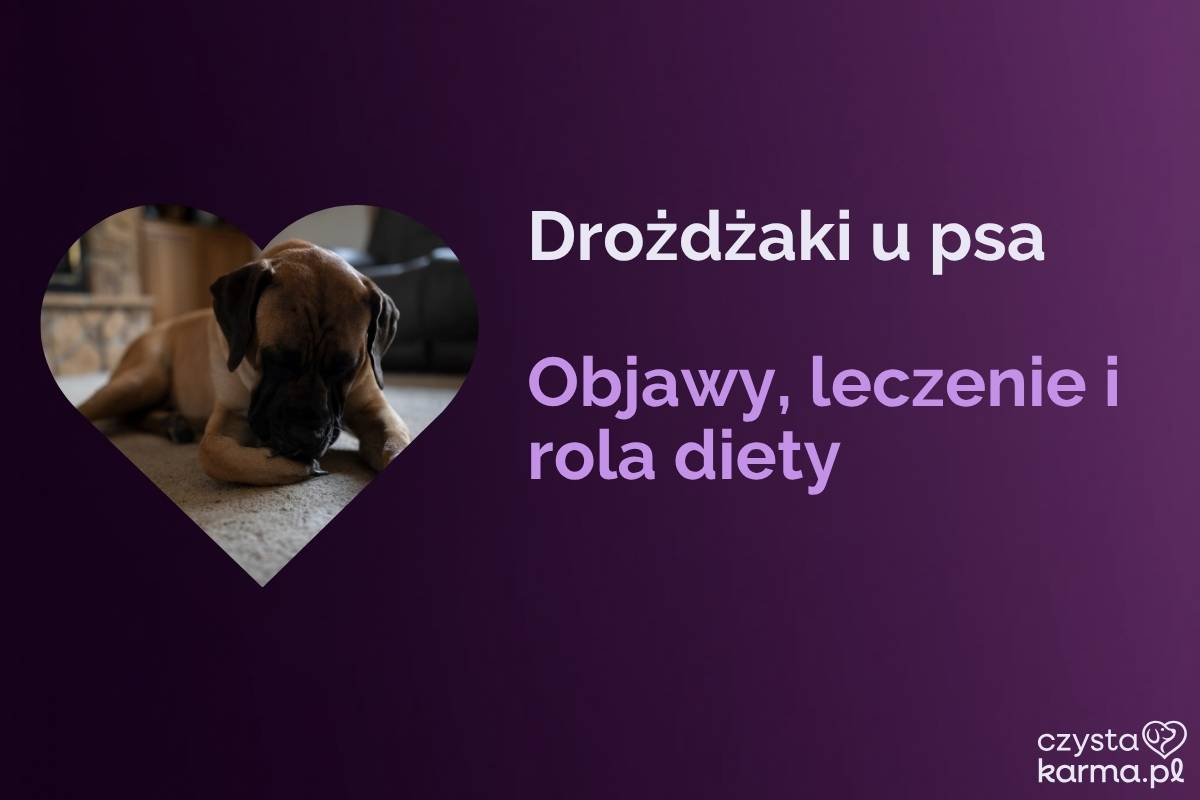 Pies przygryza i liże łapę, oznaki świądu i podrażnienia skóry