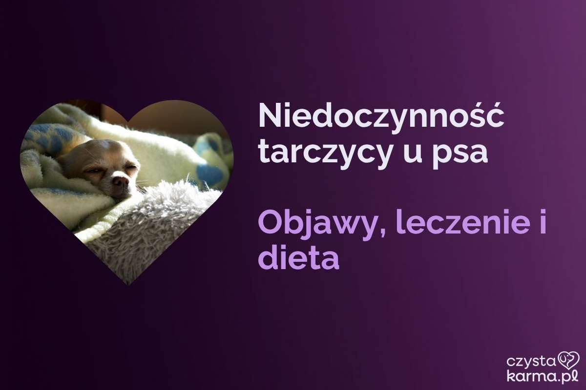 Ospały pies z matową sierścią leży zwinięty w ciepłym kocu