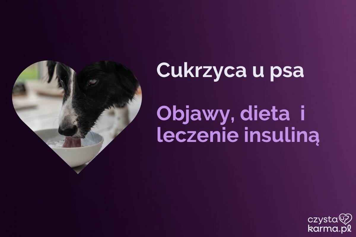 Pies pije dużo wody z miski, w tle weterynaryjna strzykawka z insuliną