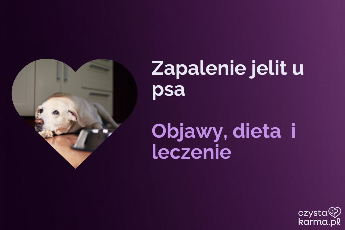Pies leży smutny przy misce, oznaki bólu brzucha i braku apetytu