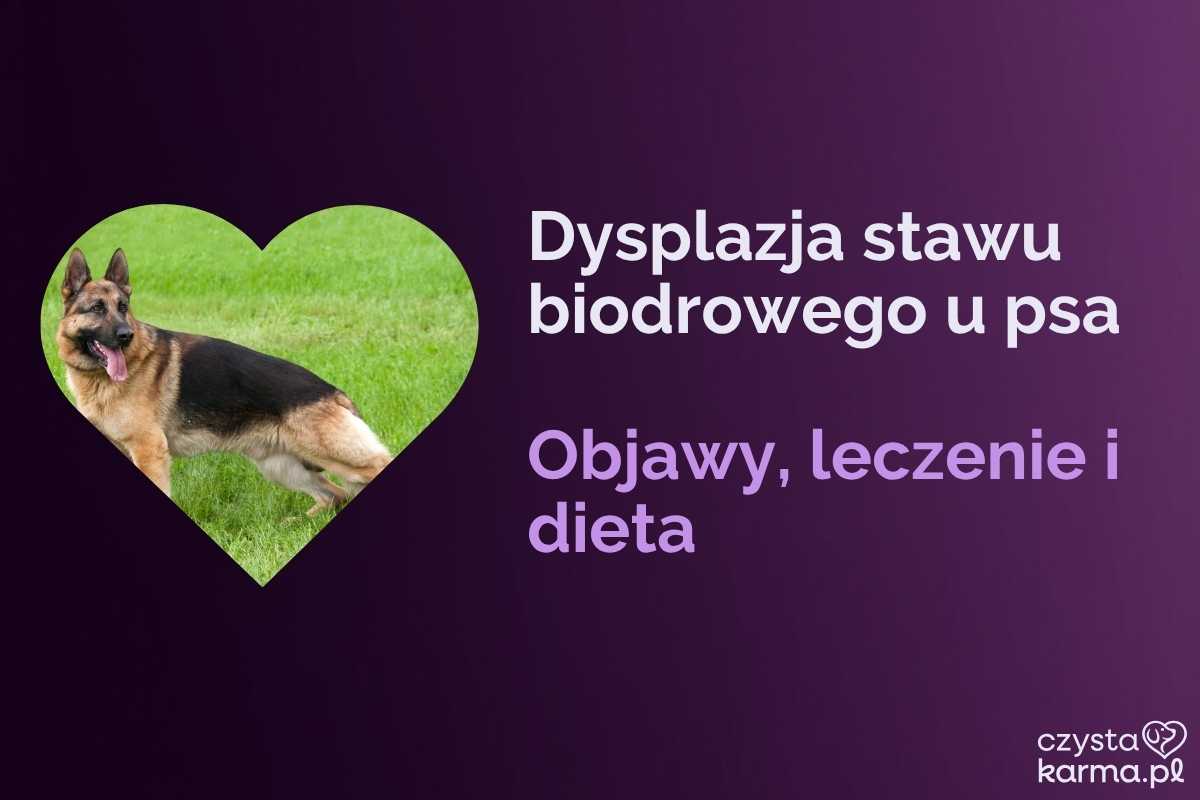 Duży pies z trudnością wstaje, opiekun wspiera jego tylne łapy