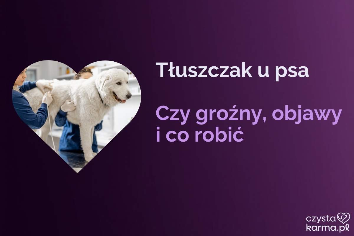 Weterynarz bada miękki guzek pod skórą spokojnego psa