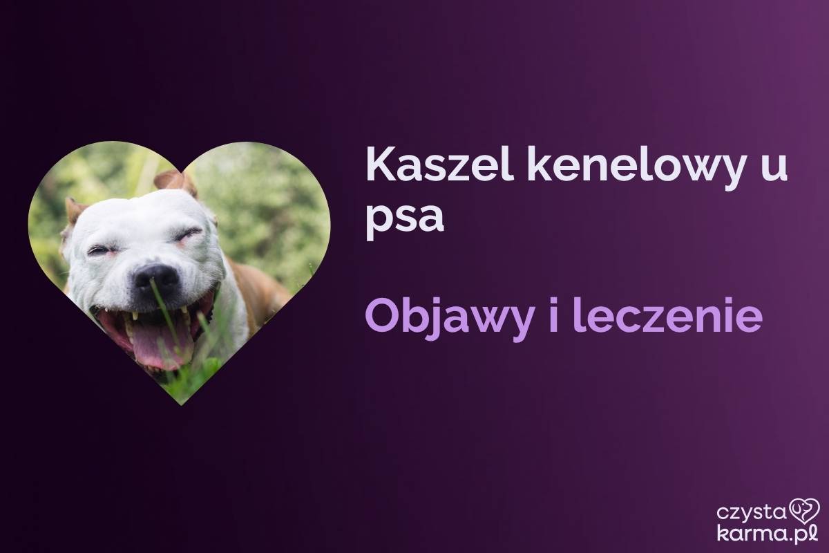 Pies kaszle, opiekun troskliwie trzyma dłoń na jego klatce