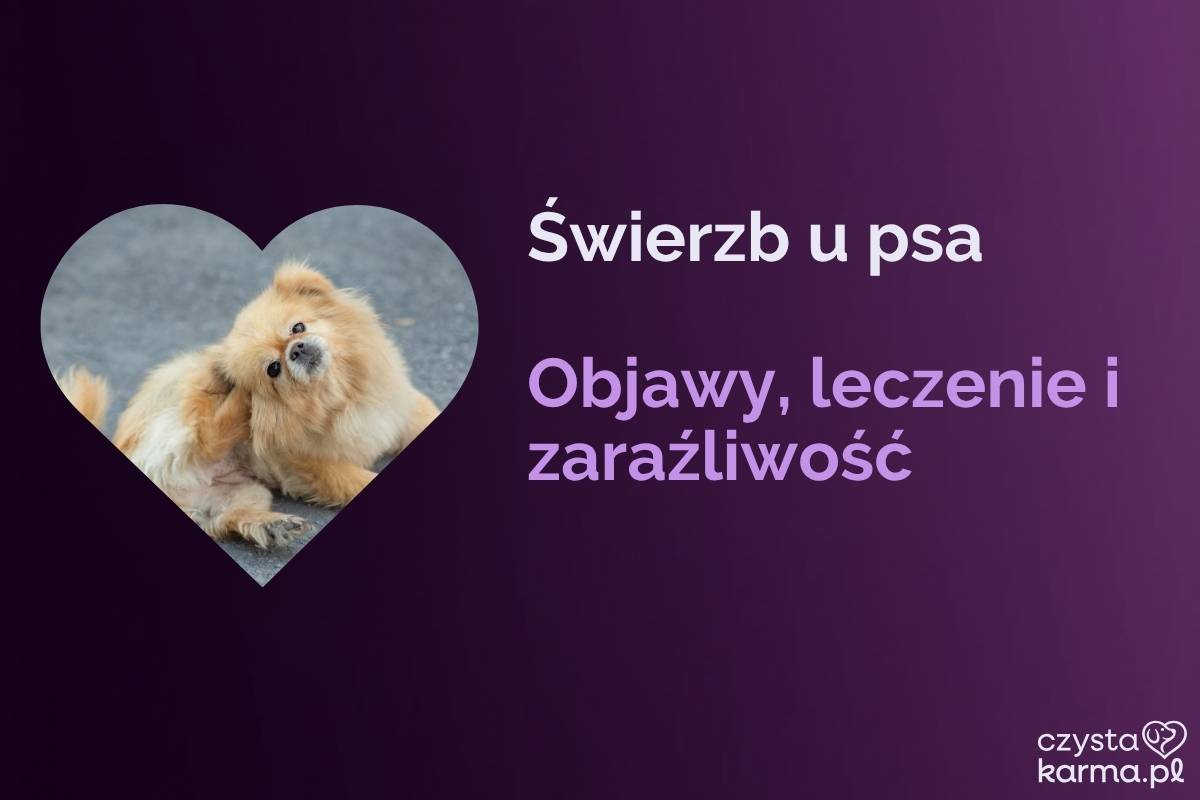 Pies intensywnie drapie się po uchu, zaczerwieniona skóra