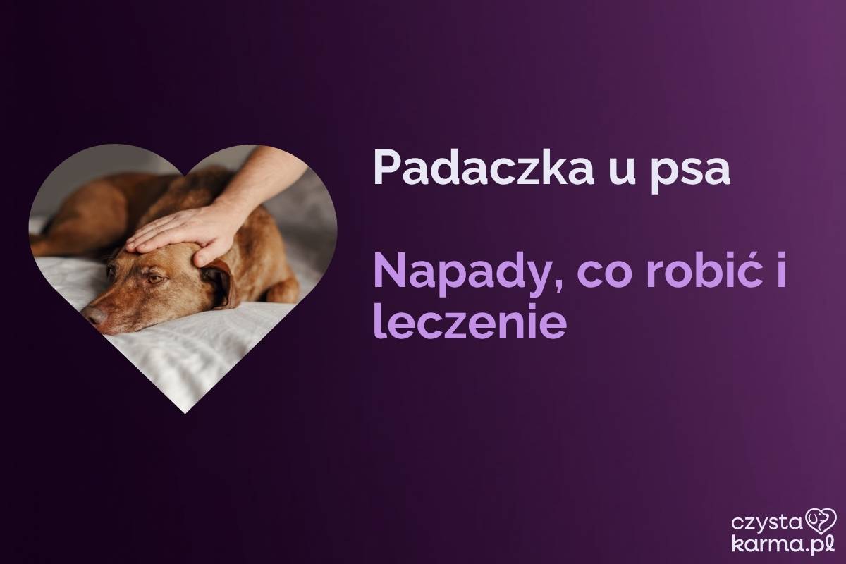Opiekun spokojnie czuwa przy leżącym psie po napadzie
