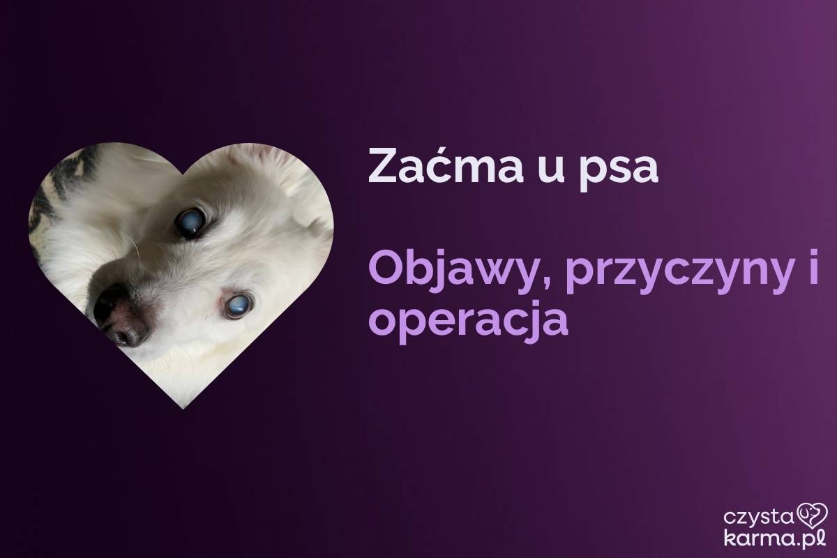 Zbliżenie na oko psa z białawym zmętnieniem soczewki
