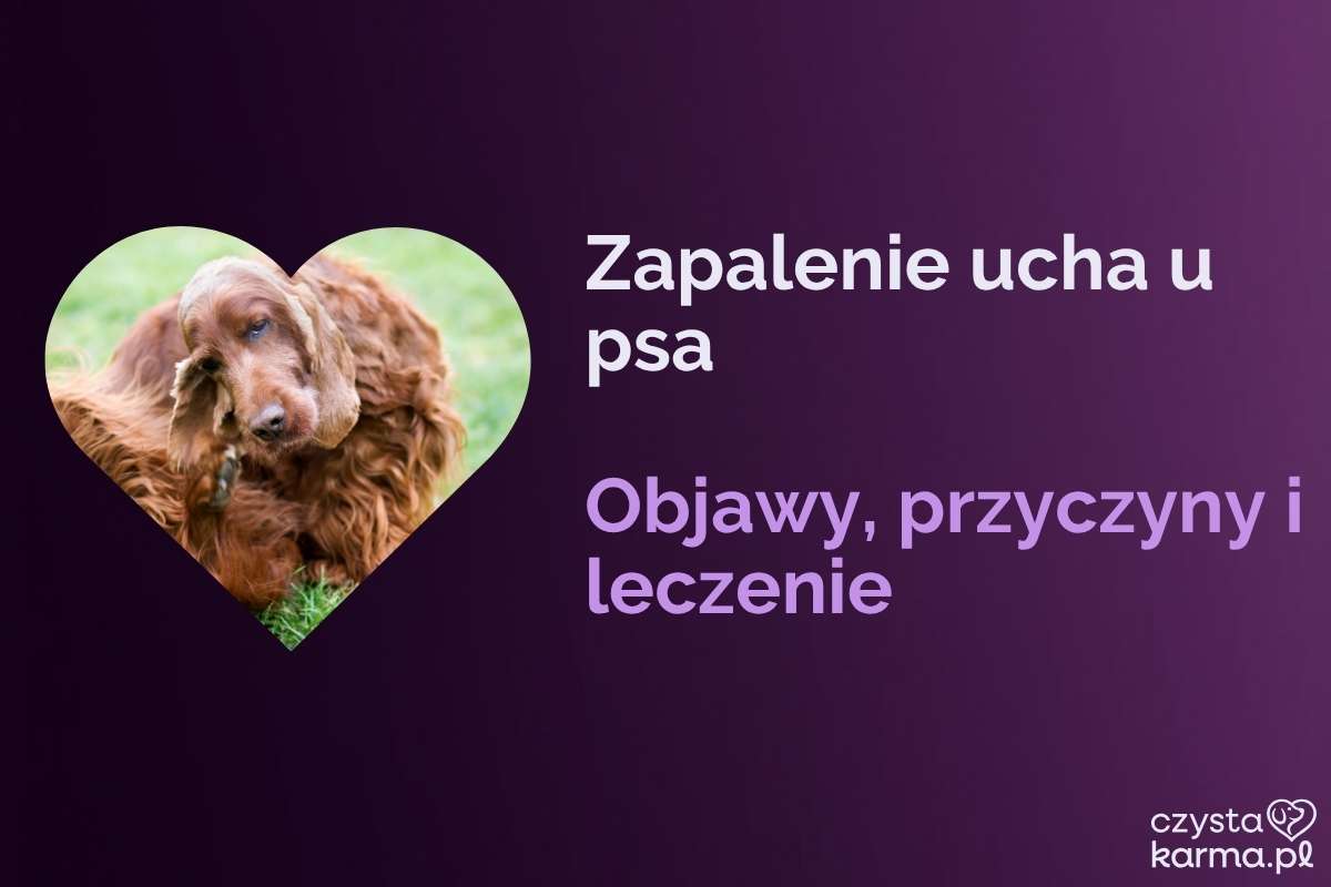 Pies przechyla głowę i drapie zaczerwienione ucho