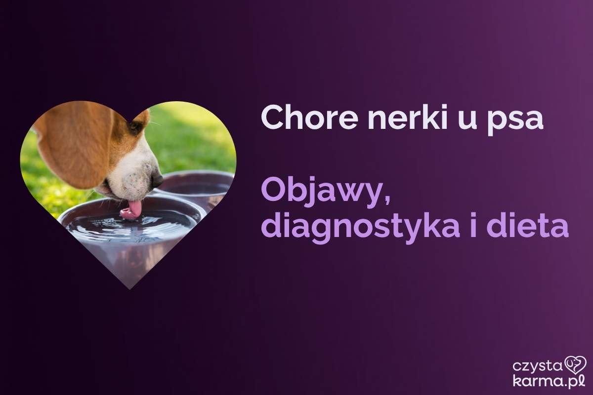 Starszy pies pije wodę z miski, obok druga pusta miska