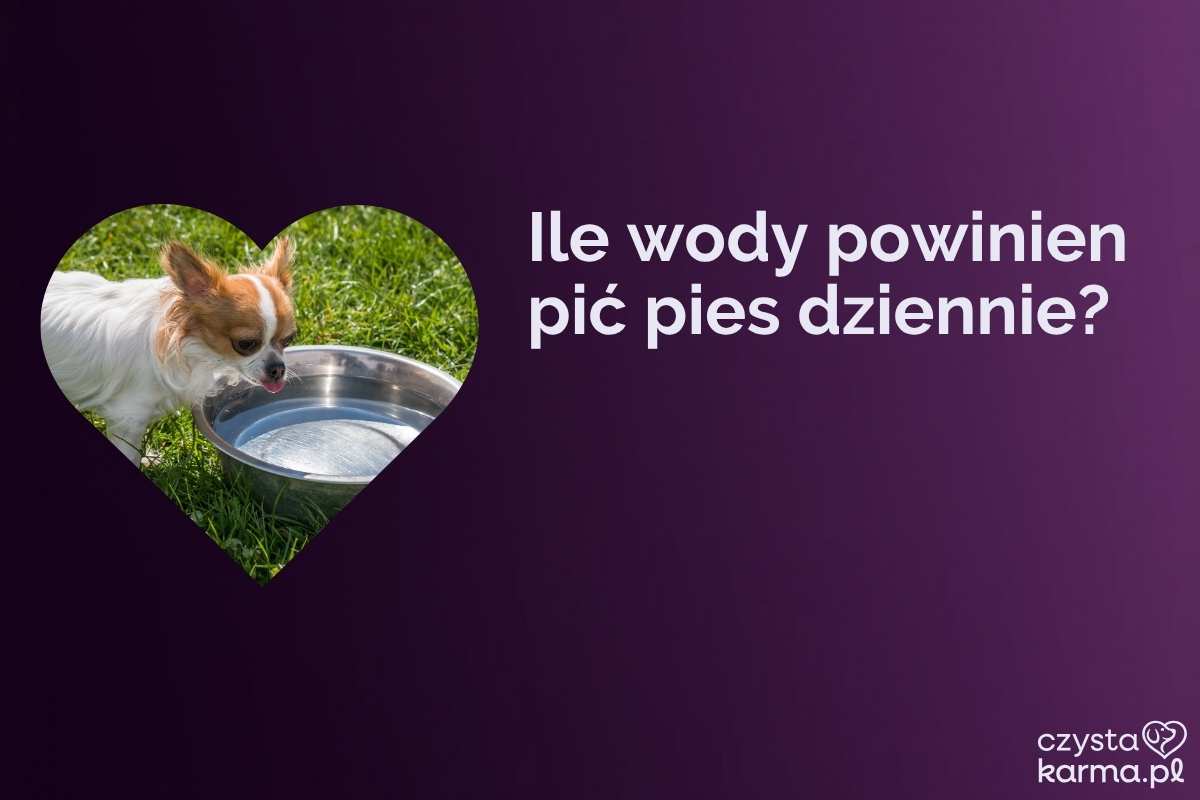 Pies pije czystą wodę z miski w słoneczny dzień