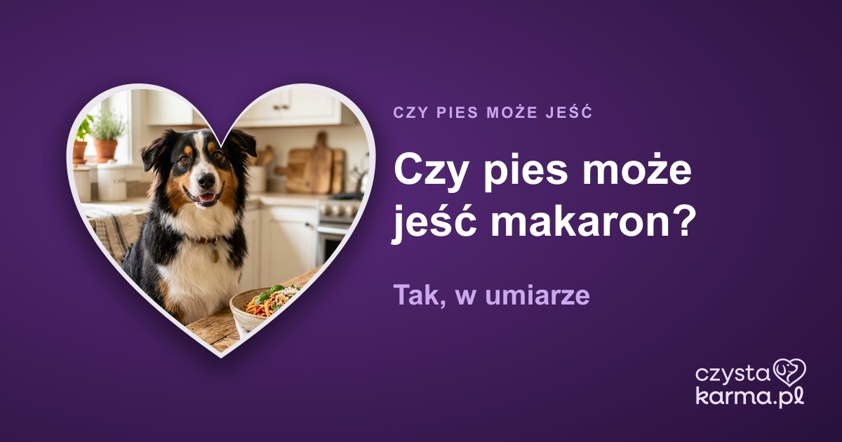 Czy pies może jeść makaron? Tak, w umiarze