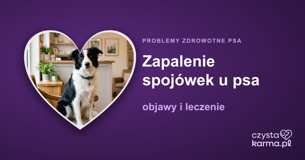 Zapalenie spojówek u psa — objawy i leczenie