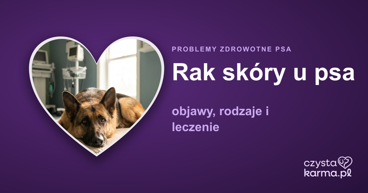Rak skóry u psa — objawy, rodzaje i leczenie
