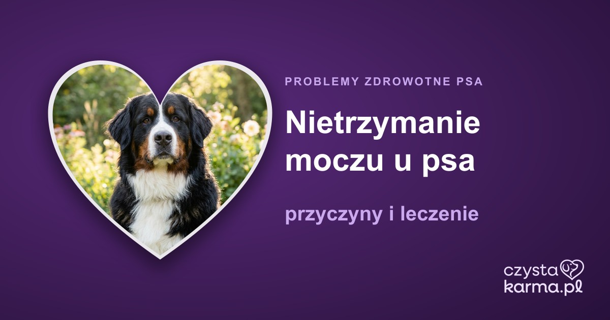 Nietrzymanie moczu u psa — przyczyny i leczenie