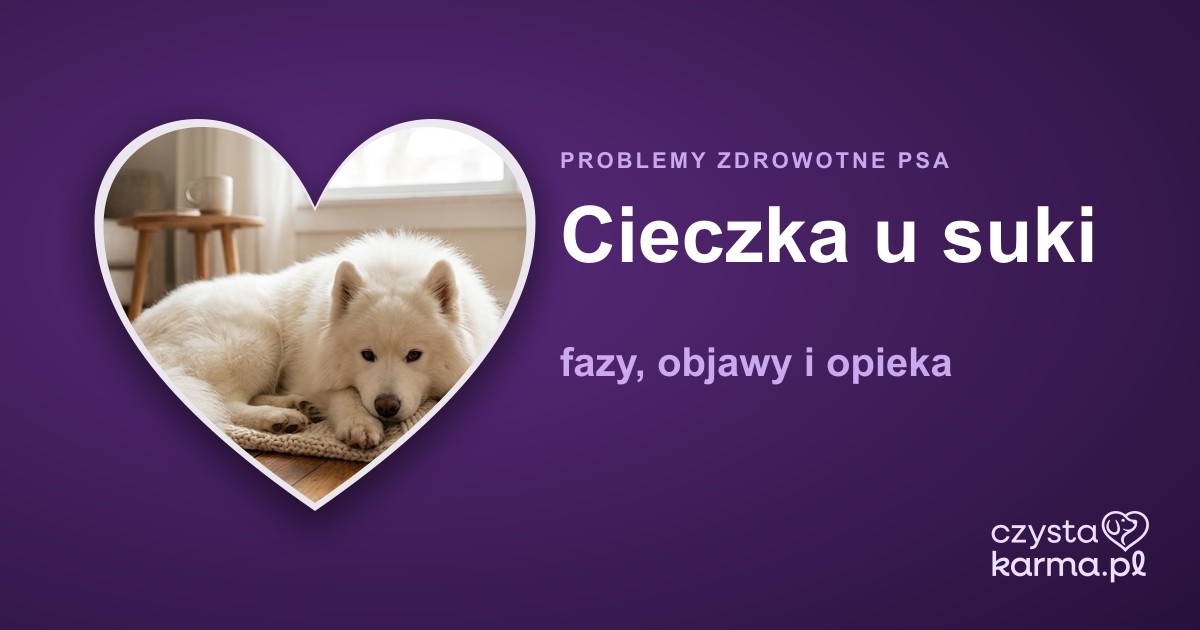 Cieczka u suki — fazy, objawy i opieka