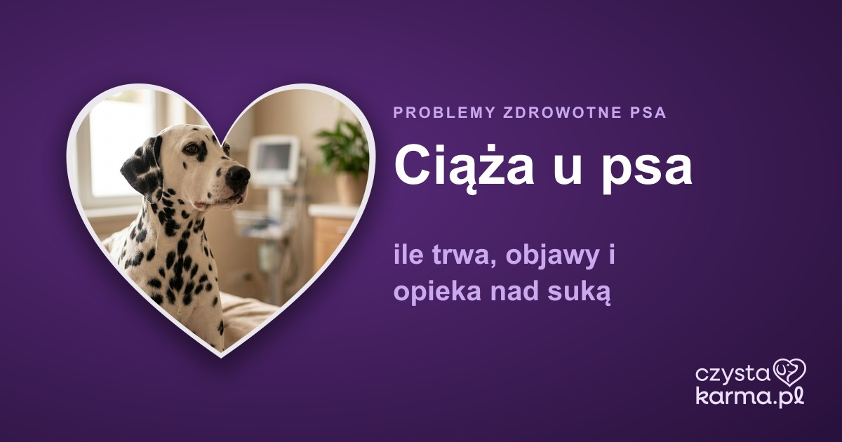 Ciąża u psa — ile trwa, objawy i opieka nad suką