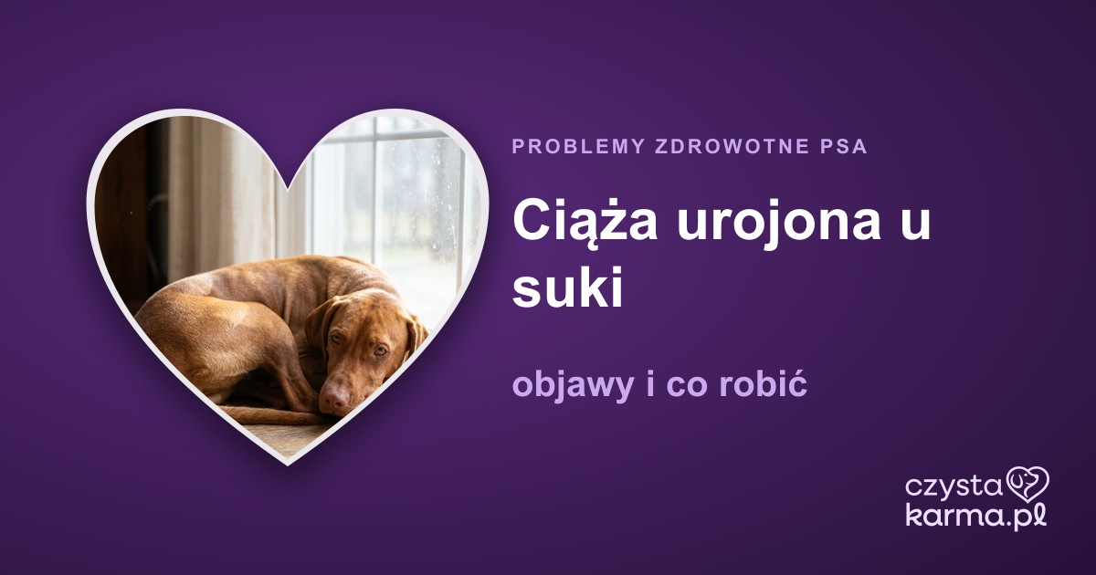 Ciąża urojona u suki — objawy i co robić