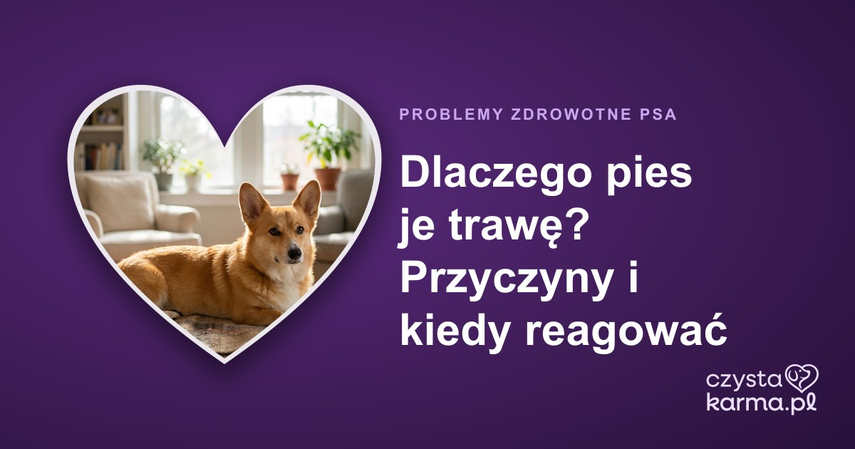 Dlaczego pies je trawę? Przyczyny i kiedy reagować