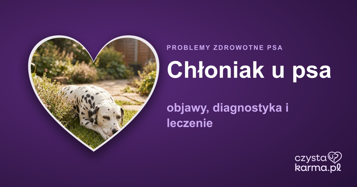 Chłoniak u psa — objawy, diagnostyka i leczenie