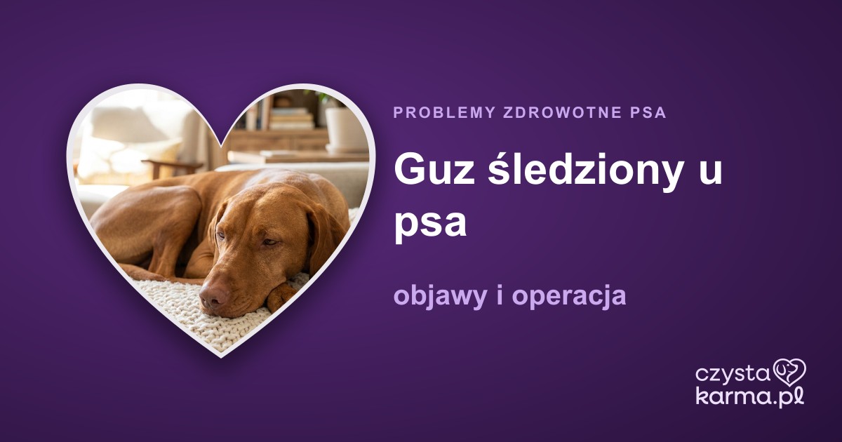 Guz śledziony u psa — objawy i operacja