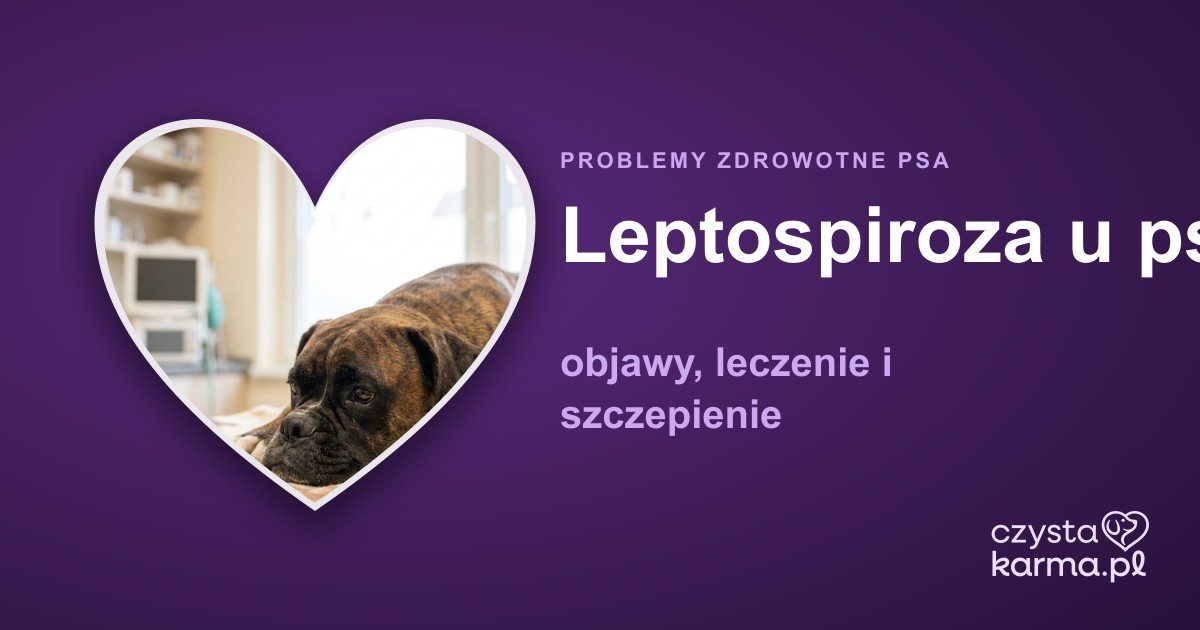 Leptospiroza u psa — objawy, leczenie i szczepienie