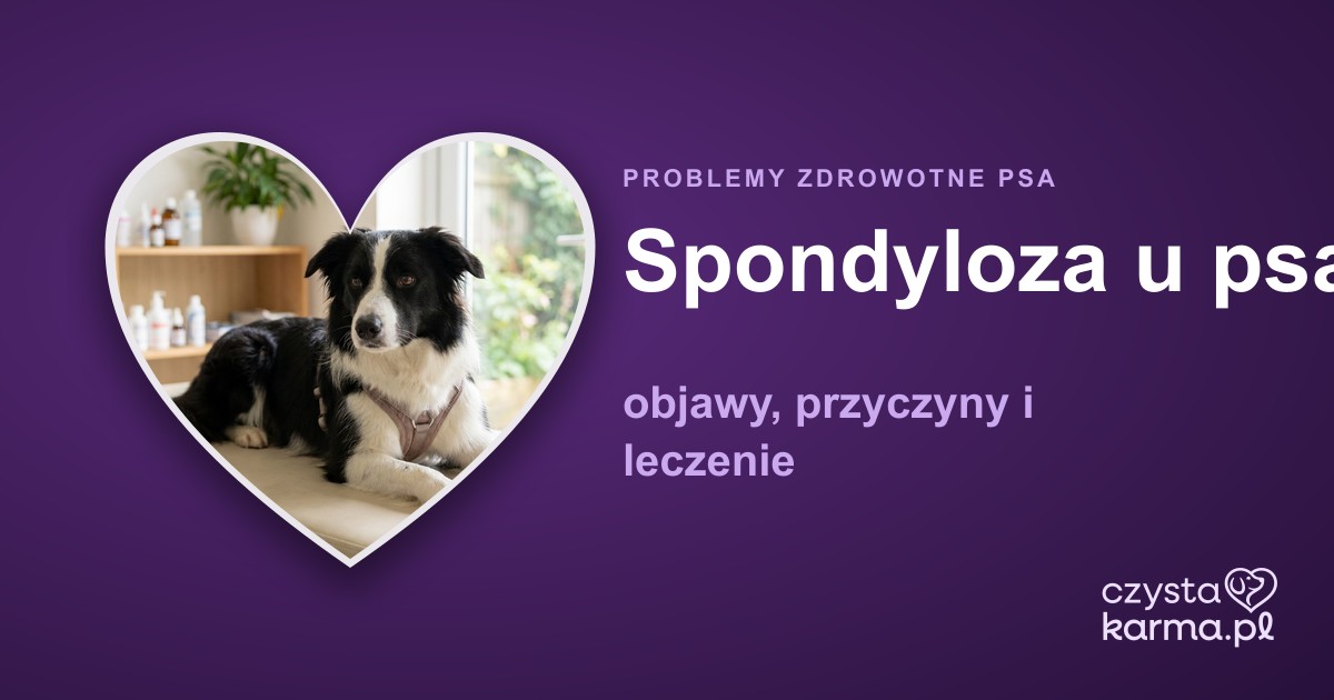 Spondyloza u psa — objawy, przyczyny i leczenie