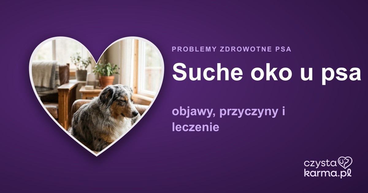 Suche oko (KCS) u psa — objawy, przyczyny i leczenie