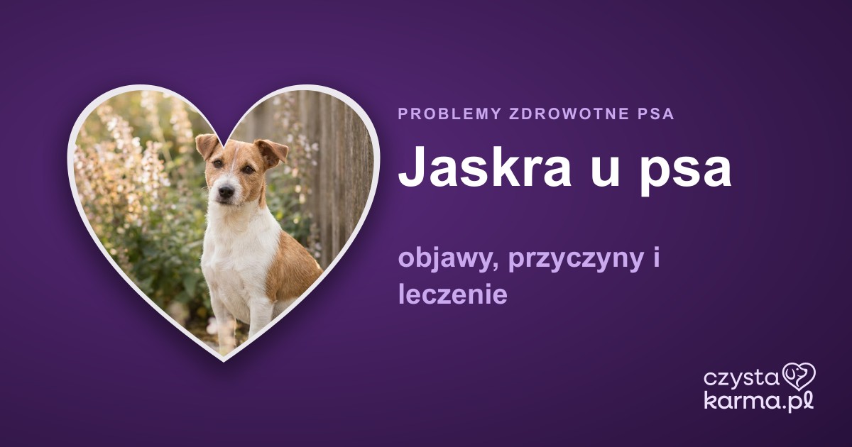 Jaskra u psa — objawy, przyczyny i leczenie