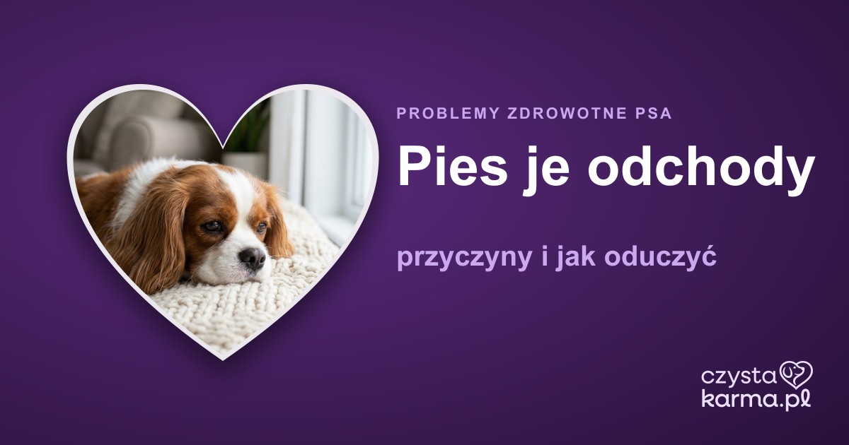 Pies je odchody (koprofagia) — przyczyny i jak oduczyć