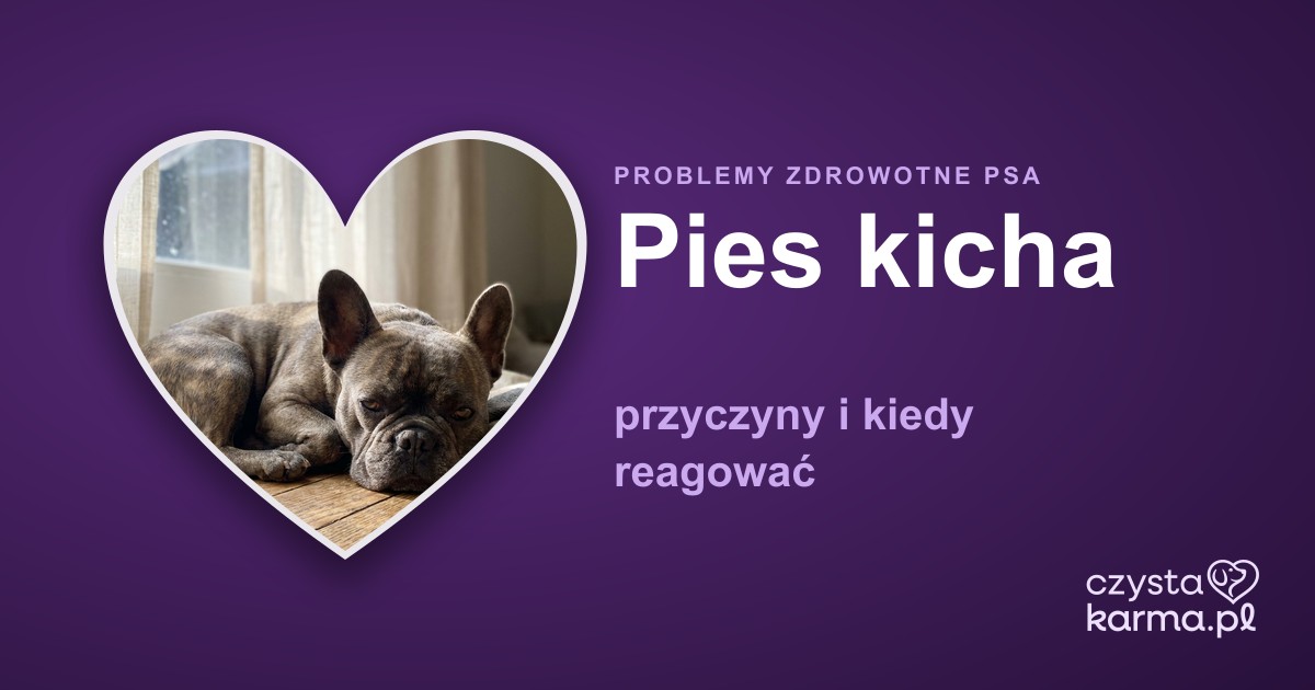Pies kicha — przyczyny i kiedy reagować