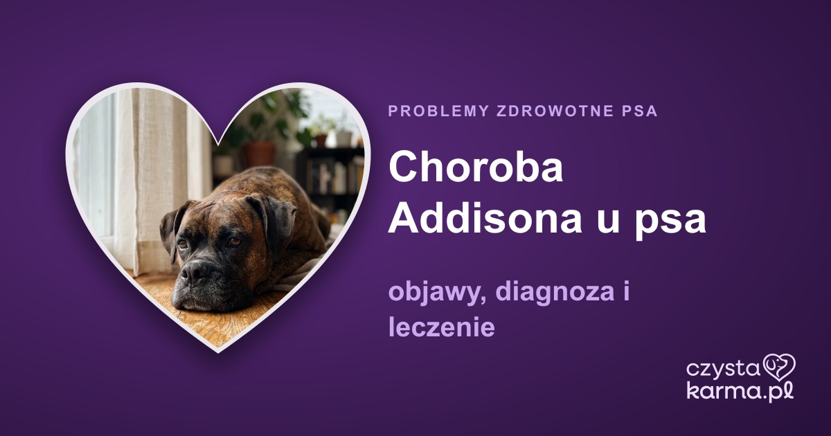 Choroba Addisona u psa — objawy, diagnoza i leczenie