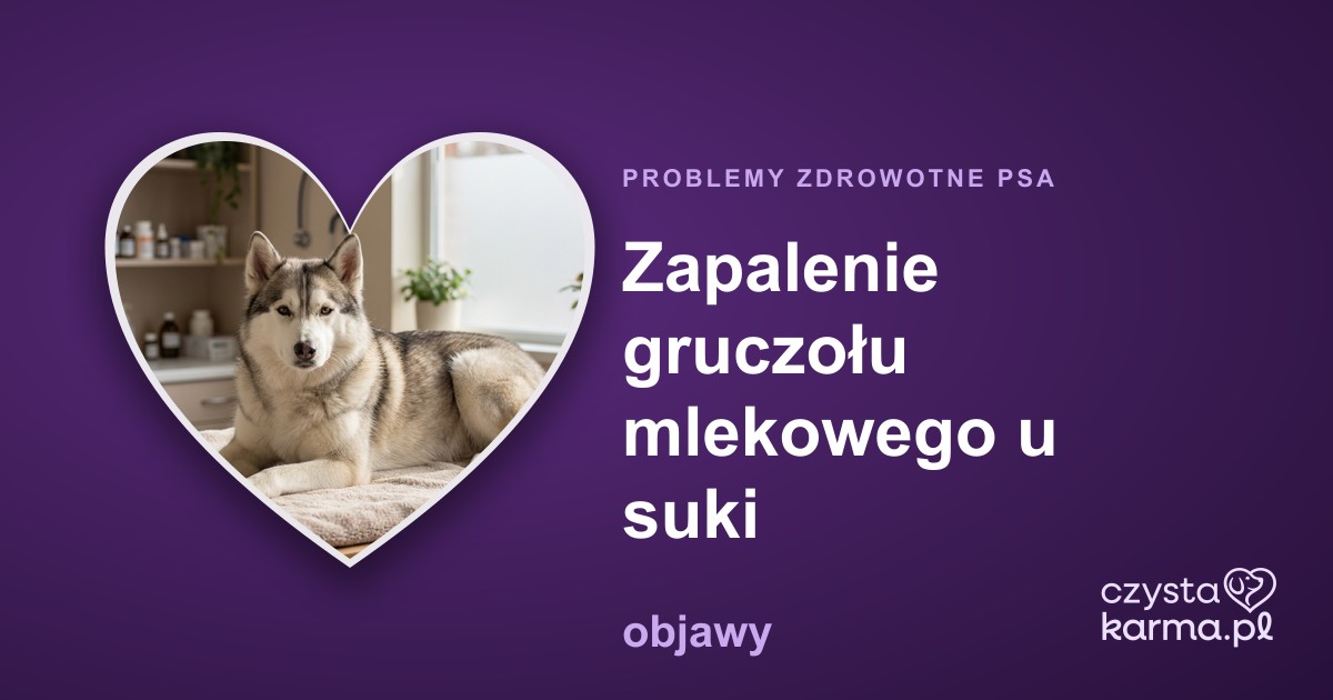 Zapalenie gruczołu mlekowego u suki — objawy