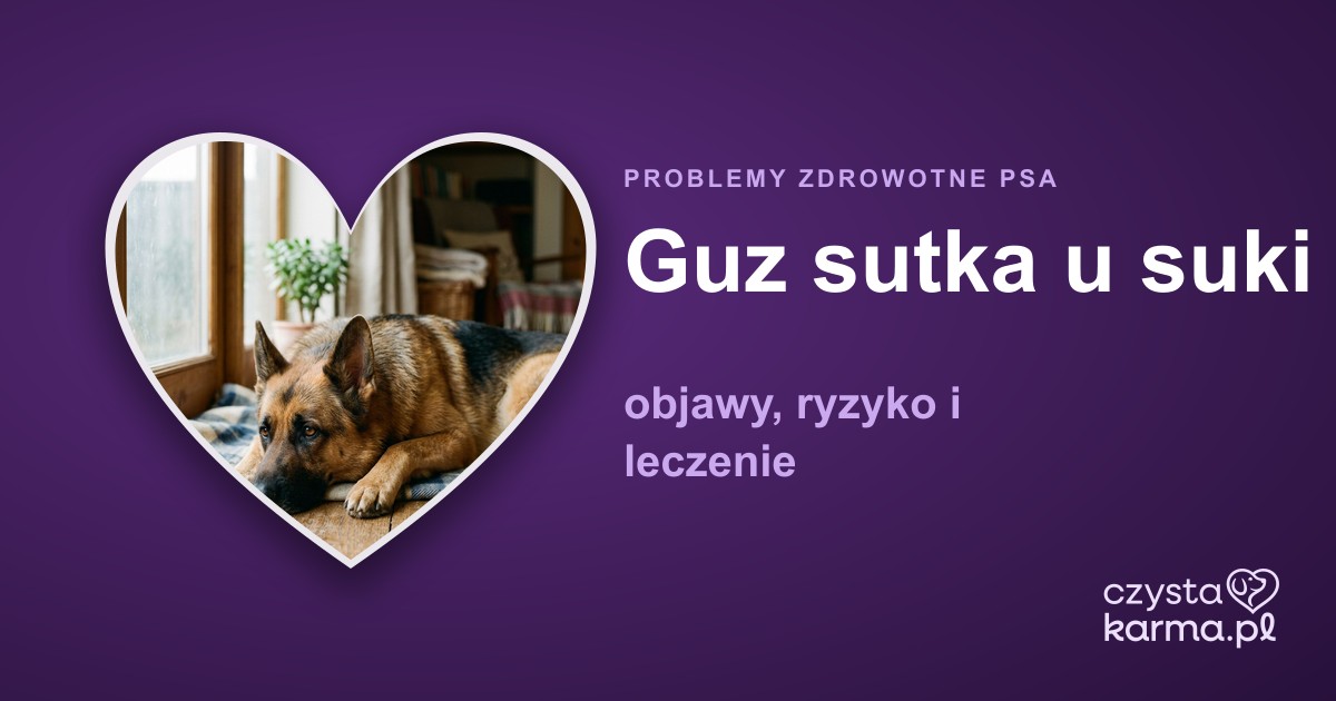 Guz sutka u suki — objawy, ryzyko i leczenie