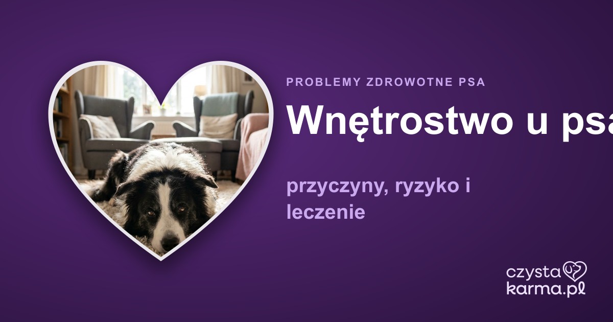 Wnętrostwo u psa — przyczyny, ryzyko i leczenie