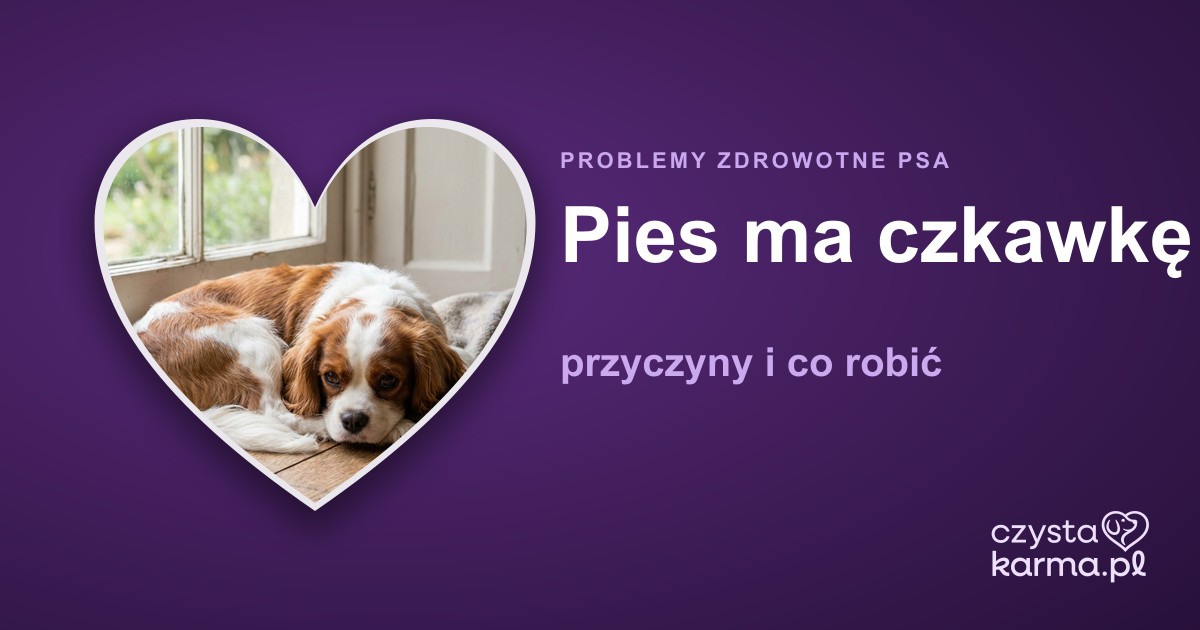 Pies ma czkawkę — przyczyny i co robić