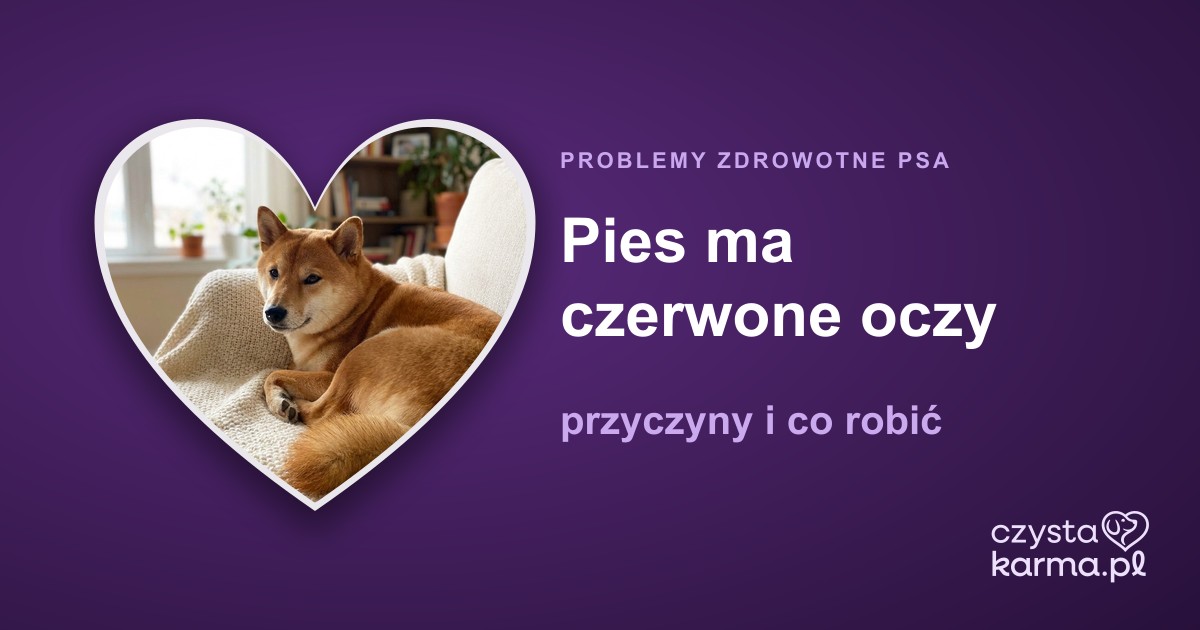 Pies ma czerwone oczy — przyczyny i co robić