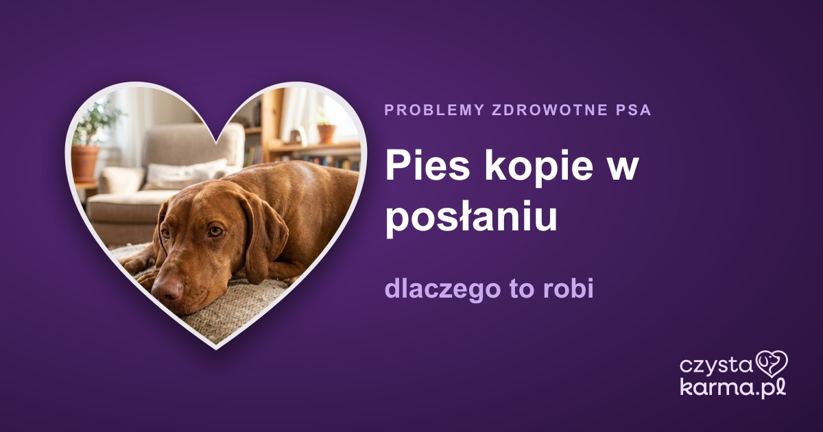 Pies kopie w posłaniu — dlaczego to robi