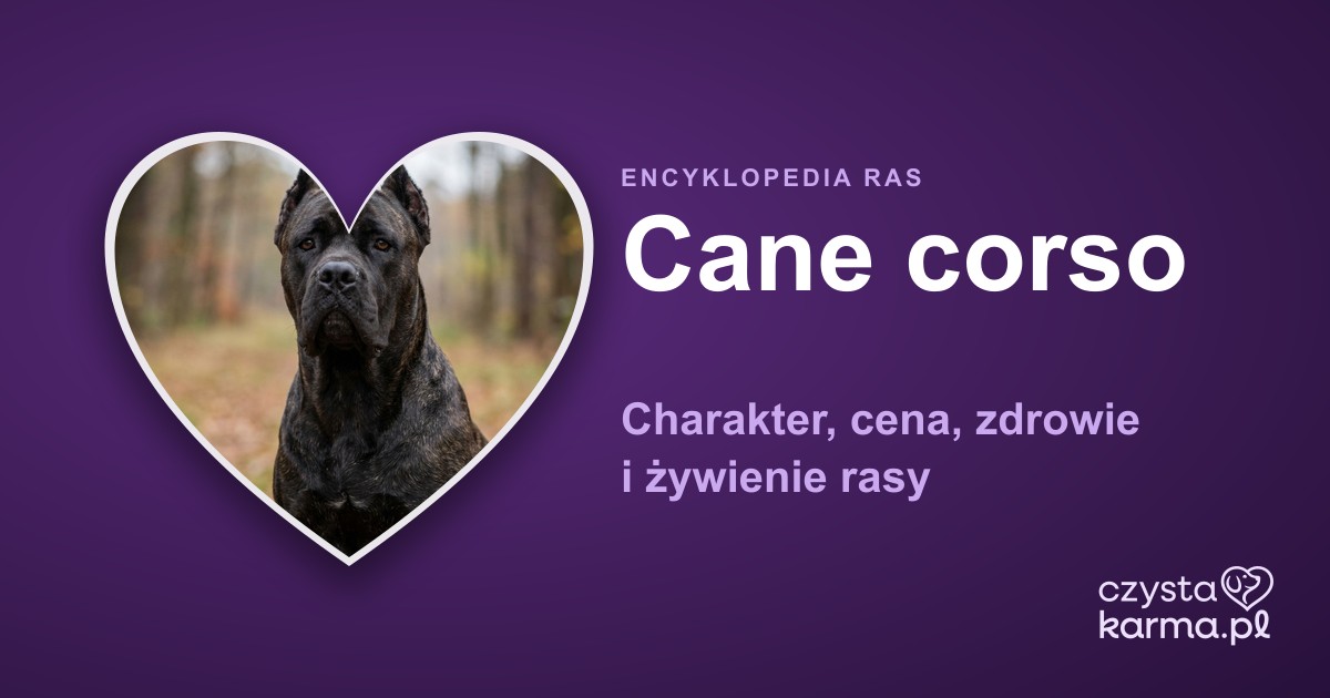 Cane corso — charakter, cena, zdrowie i żywienie rasy