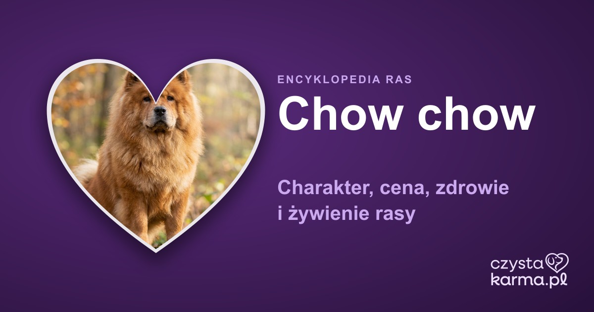 Chow chow — charakter, cena, zdrowie i żywienie rasy