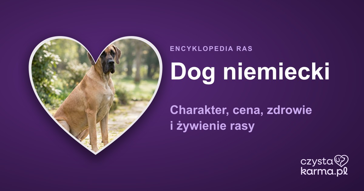 Dog niemiecki — charakter, cena, zdrowie i żywienie rasy