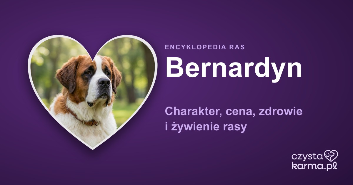Bernardyn — charakter, cena, zdrowie i żywienie rasy