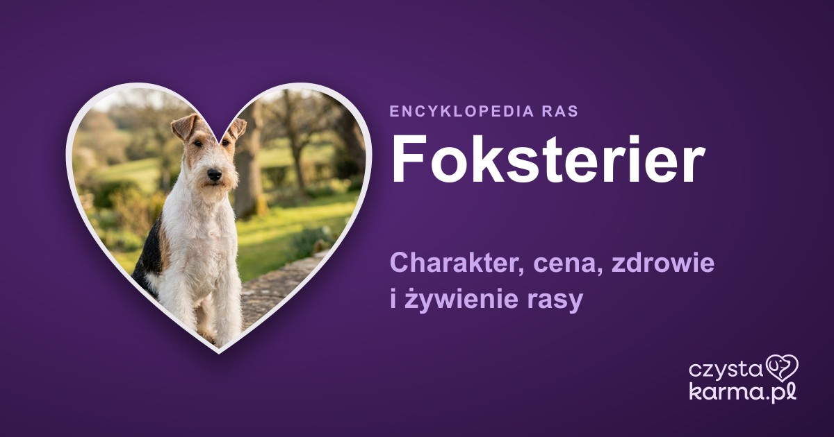 Foksterier — charakter, cena, zdrowie i żywienie rasy
