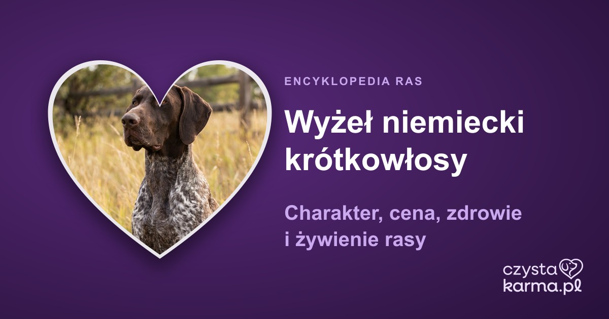 Wyżeł niemiecki krótkowłosy — charakter, cena, zdrowie i żywienie rasy