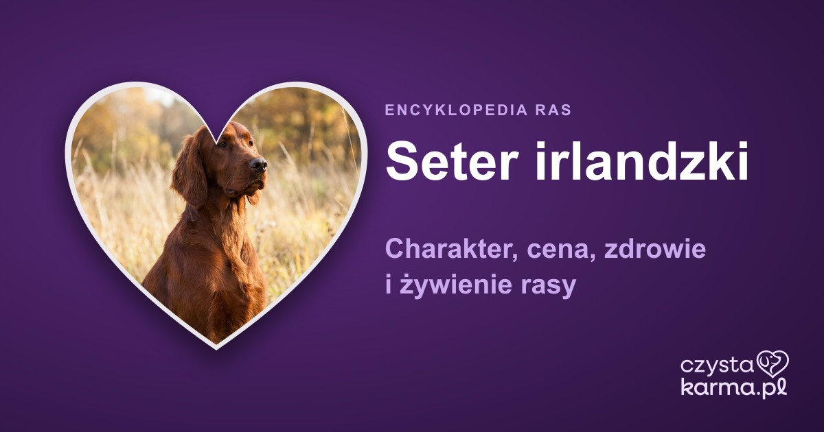 Seter irlandzki — charakter, cena, zdrowie i żywienie rasy