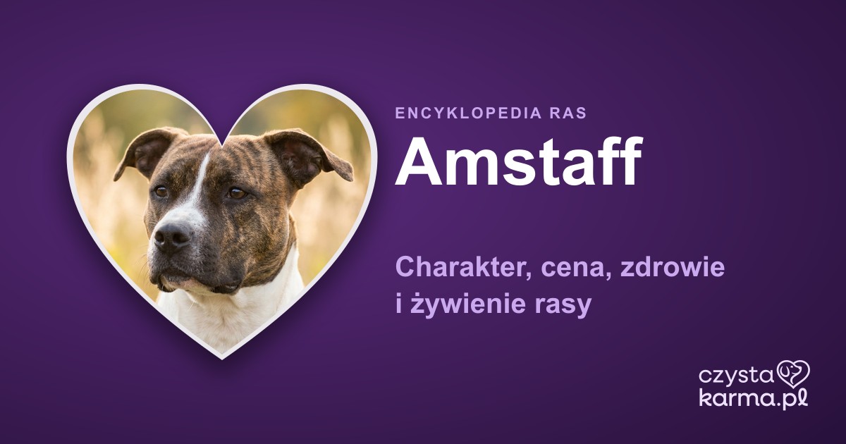 Amstaff (American Staffordshire Terrier) — charakter, cena, zdrowie i żywienie