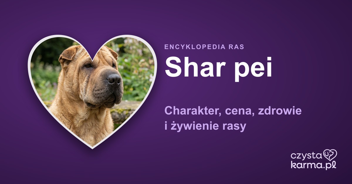 Shar pei — charakter, cena, zdrowie i żywienie rasy