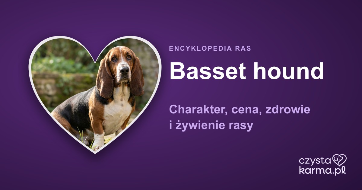 Basset hound — charakter, cena, zdrowie i żywienie rasy