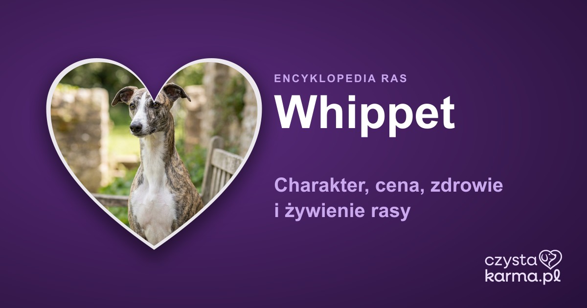 Whippet — charakter, cena, zdrowie i żywienie rasy