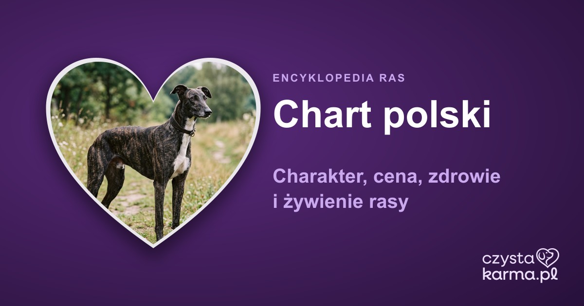 Chart polski — charakter, cena, zdrowie i żywienie rasy