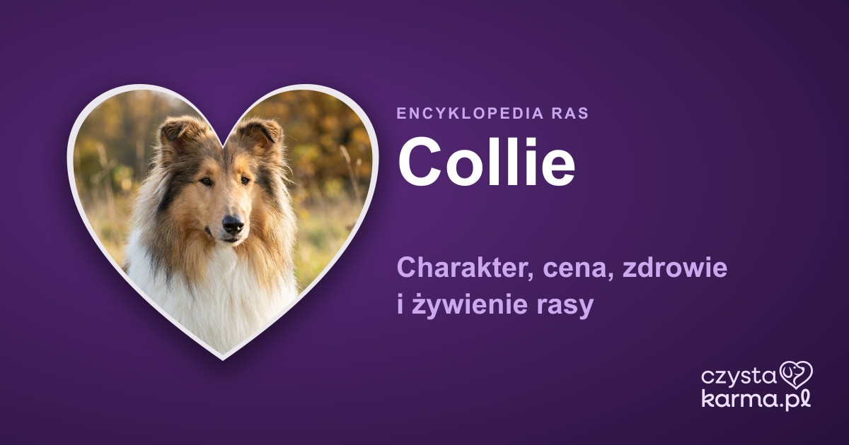 Collie (owczarek szkocki) — charakter, cena, zdrowie i żywienie rasy