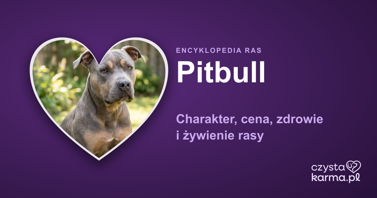 Pitbull (American Pit Bull Terrier) — charakter, cena, zdrowie i przepisy